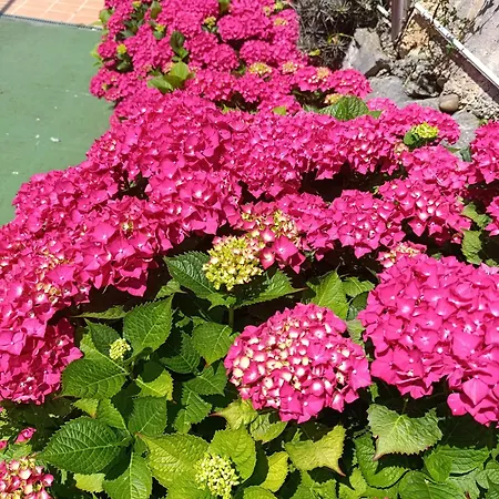 Guadalupe Apartman *