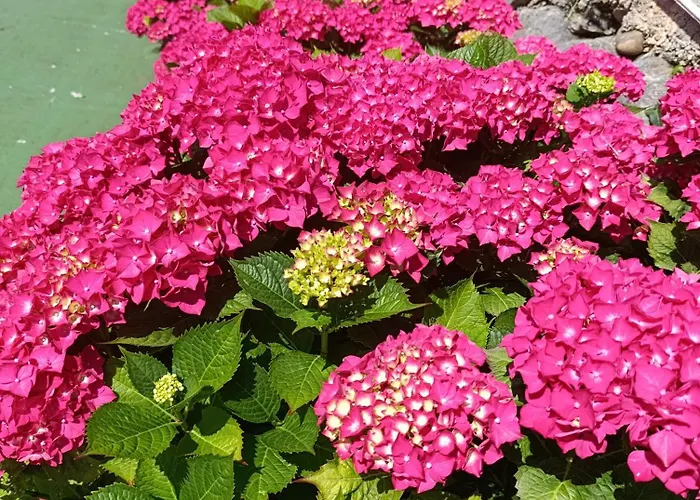 Guadalupe Апартаменты *