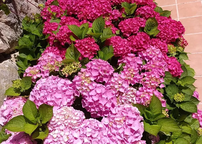 Guadalupe Апартаменты *